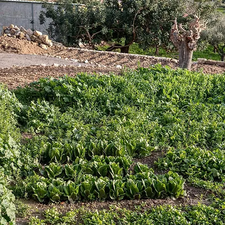 Casa Nougia Ханья